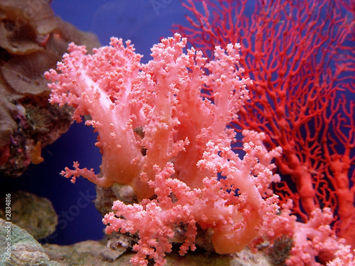 Fototapeta woda koral morze