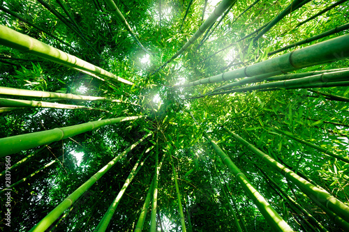 Fotoroleta Środek bambusowego lasu