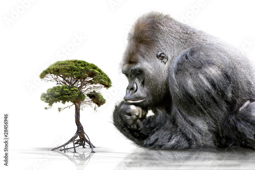 Fototapeta drzewa zwierzę małpa futro