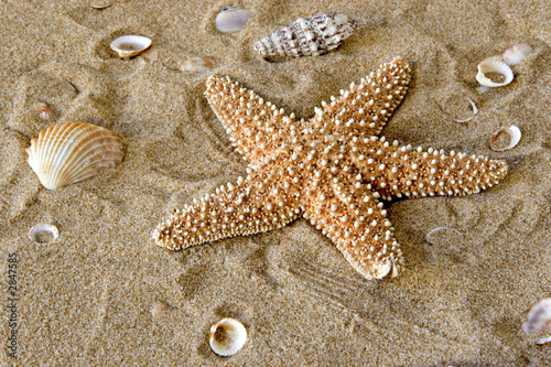 Fototapeta plaża zwierzę morskie morze