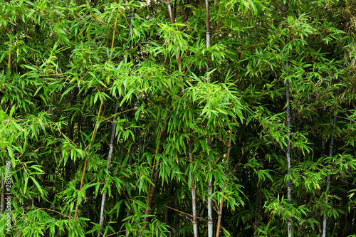 Plakat orientalne dżungla chiny roślina japonia