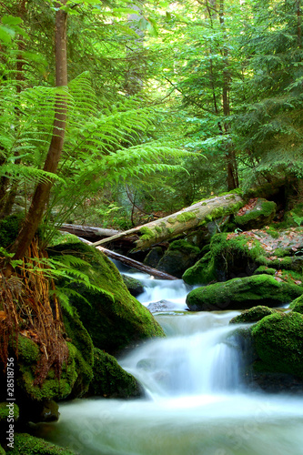 Obraz na płótnie natura czeski czechy las dziki
