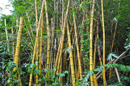 Fotoroleta park bambus natura