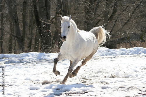 Fotoroleta pastwisko koń wyścigowy las wiejski jazda konna