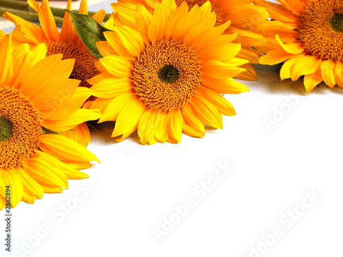 Fotoroleta słonecznik kwiat lato słońce ogród