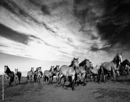 Fotoroleta ranczo koń ogier zatoka