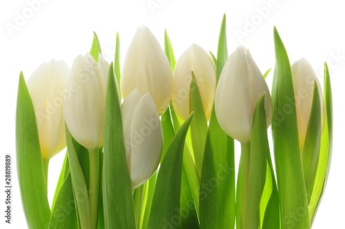 Fotoroleta pąk kwitnący tulipan