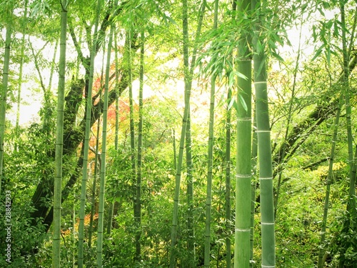 Plakat las roślina azja japonia bambus
