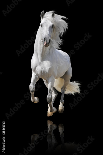 Fototapeta koń andaluzyjski grzywa mężczyzna ssak