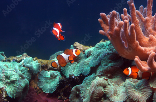 Fototapeta morze ryba zwierzę tropikalny woda