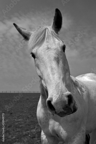 Naklejka natura portret koń piękny