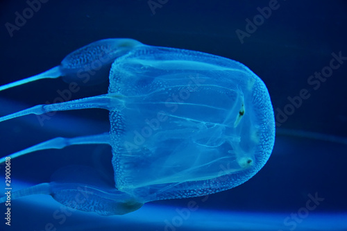 Plakat tropikalny meduza woda
