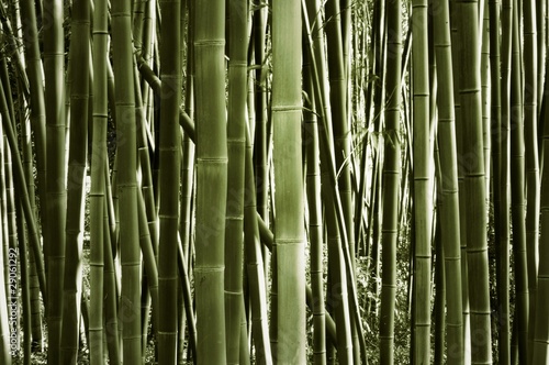 Plakat bambus japonia roślina azja