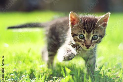 Fototapeta Uroczy kotek spaceruje po trawie