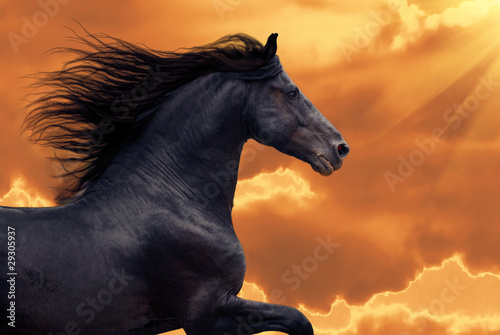 Obraz na płótnie Galopujący koń Fryzyjski