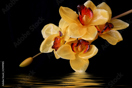 Plakat Pomarańczowa orchidea