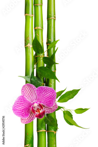 Fotoroleta storczyk roślina drzewa kwiat bambus
