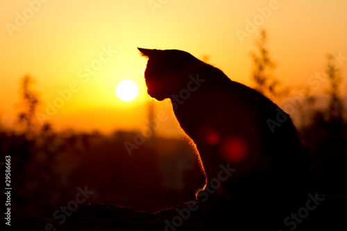 Fototapeta Wizerunek kota o zachodzie słońca