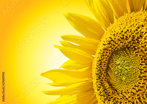 Fotoroleta słonecznik natura słońce niebo roślina