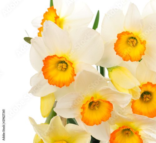 Plakat narcyz bukiet kwiat zbliżenie kwiatowy