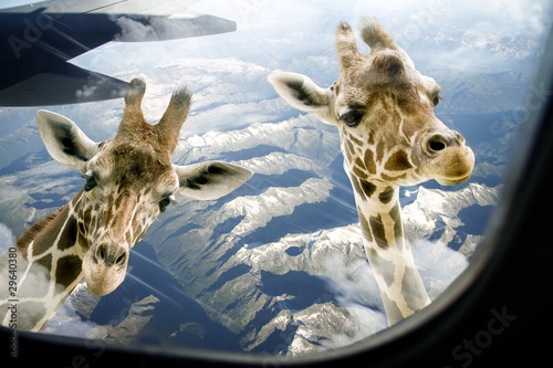 Fotoroleta zabawa samolot zwierzę safari