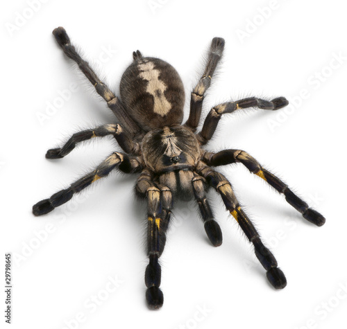 Naklejka pająk dzikie zwierzę natura zwierzę