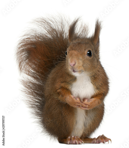 Fotoroleta zwierzę gryzoń dziki ładny wiewiórka
