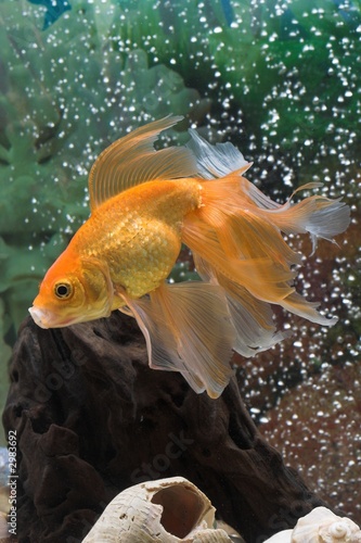 Fototapeta zwierzę ryba woda marin