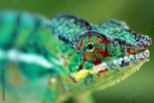 Obraz na płótnie zwierzę kameleon natura gad smok
