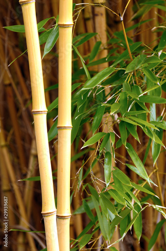 Obraz na płótnie natura bambus dżungla zen japonia