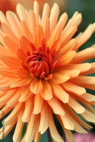 Fotoroleta świeży piękny dalia kwiat natura