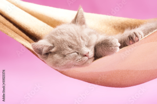 Naklejka Uroczy kociak śpi na hamaku