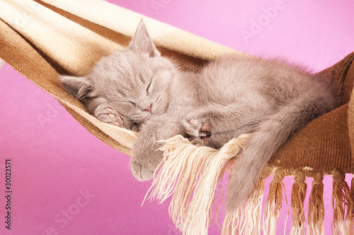 Plakat Brytyjski kot śpiący na hamaku
