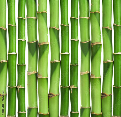 Plakat natura drzewa bambus wzór roślina