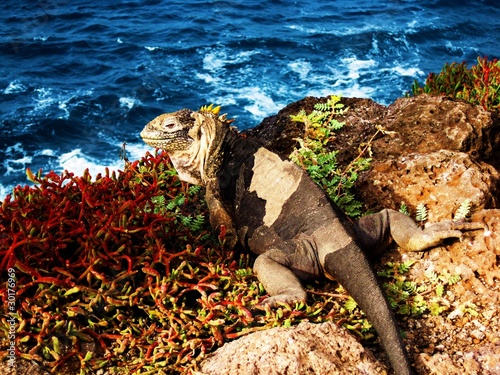 Naklejka gad zwierzę plaża galapagos ekwador