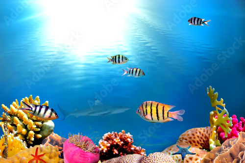 Fotoroleta rafa morze ławica ryba