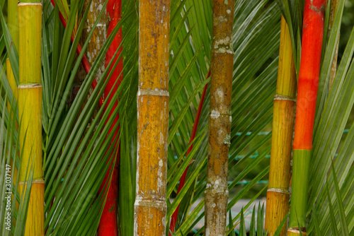 Fototapeta gałązka obraz tropikalny roślina bambus