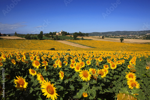 Fotoroleta roślina słońce europa słonecznik kwiat