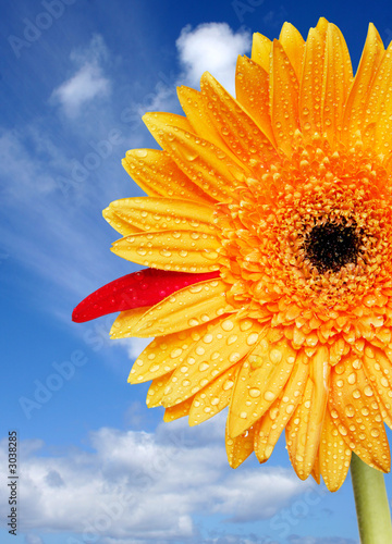 Obraz na płótnie gerbera natura słonecznik