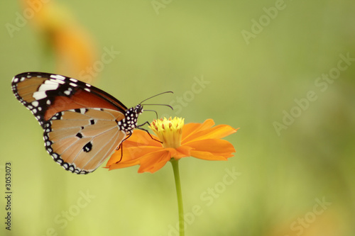 Naklejka motyl kwiat zwierzę