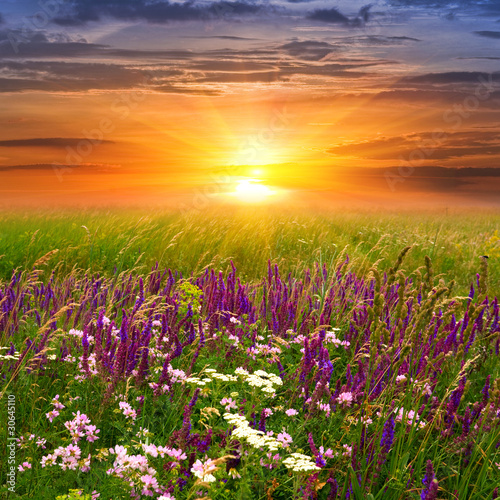 Fototapeta trawa świt wiejski słońce