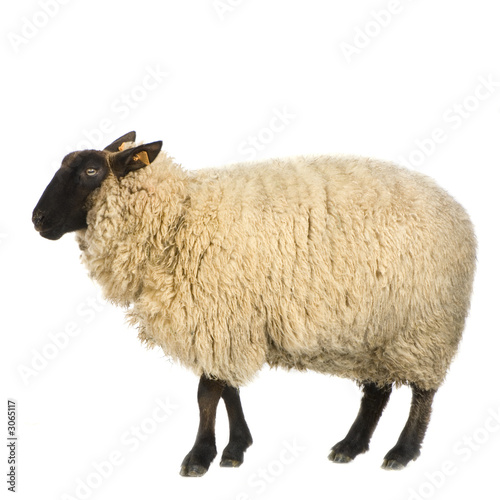 Fototapeta owca stado zwierzę bydło rolnictwo