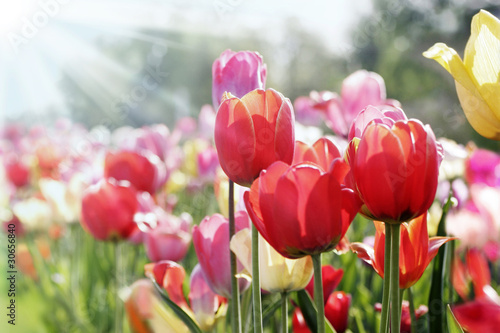 Fotoroleta park tulipan natura