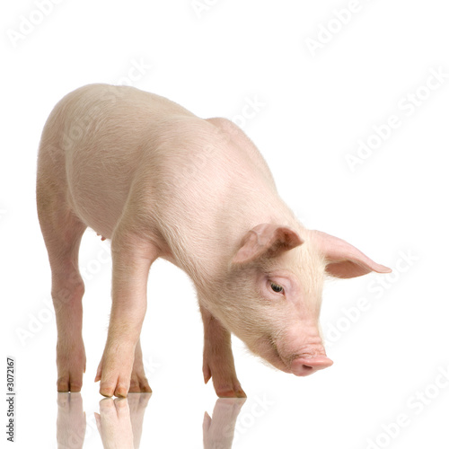 Fotoroleta stado bydło rolnictwo oko świnia