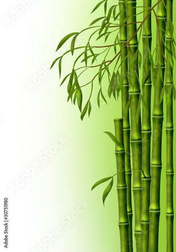 Plakat bambus las natura