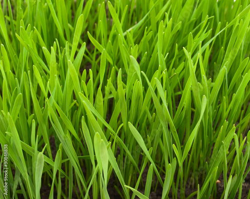 Naklejka trawa roślinność lato