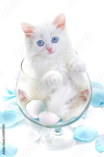 Obraz na płótnie Biały kociak z kieliszku na wino