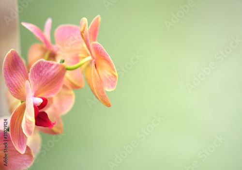 Fototapeta kwitnący egzotyczny roślina zdrowie
