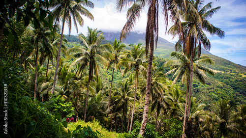 Fototapeta lato palma góra wyspa