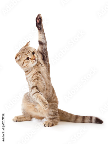 Fototapeta piękny kot taniec ładny zwierzę